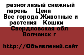 разноглазый снежный парень. › Цена ­ 10 000 - Все города Животные и растения » Кошки   . Свердловская обл.,Волчанск г.